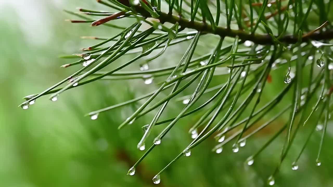 夏季小雨水滴雨滴挂在树叶树枝上视频素材