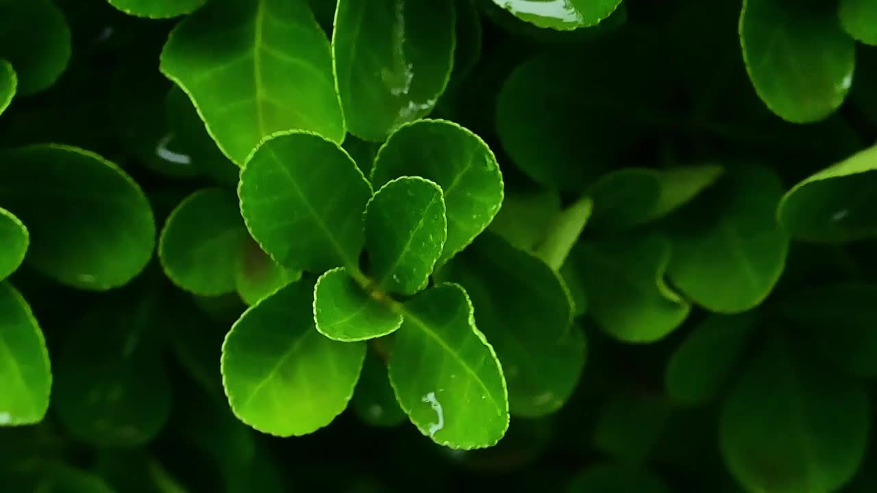 夏季小雨水滴雨滴挂在树叶树枝上视频素材