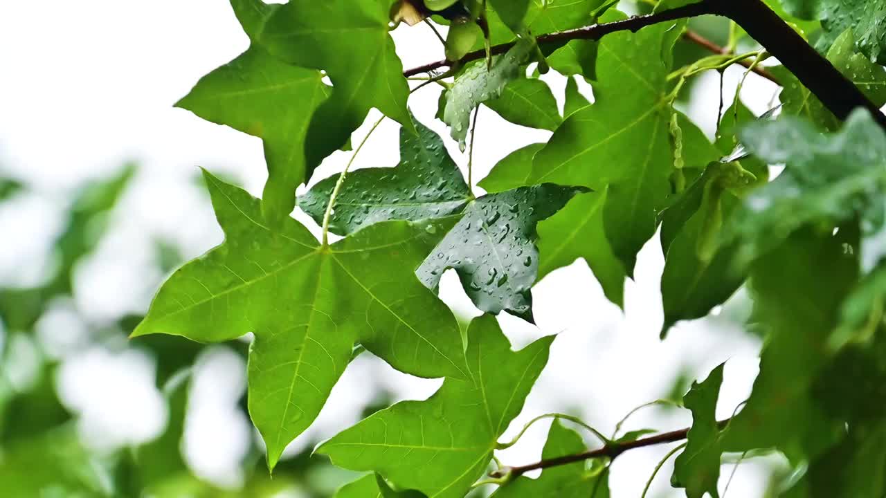 夏季小雨水滴雨滴挂在树叶树枝上视频素材