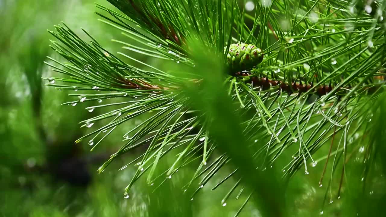 夏季小雨水滴雨滴挂在树叶树枝上视频素材