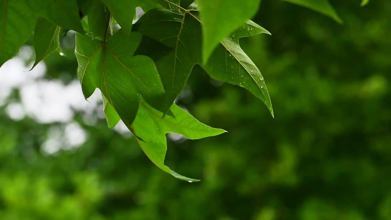 夏季小雨水滴雨滴挂在树叶树枝上视频素材