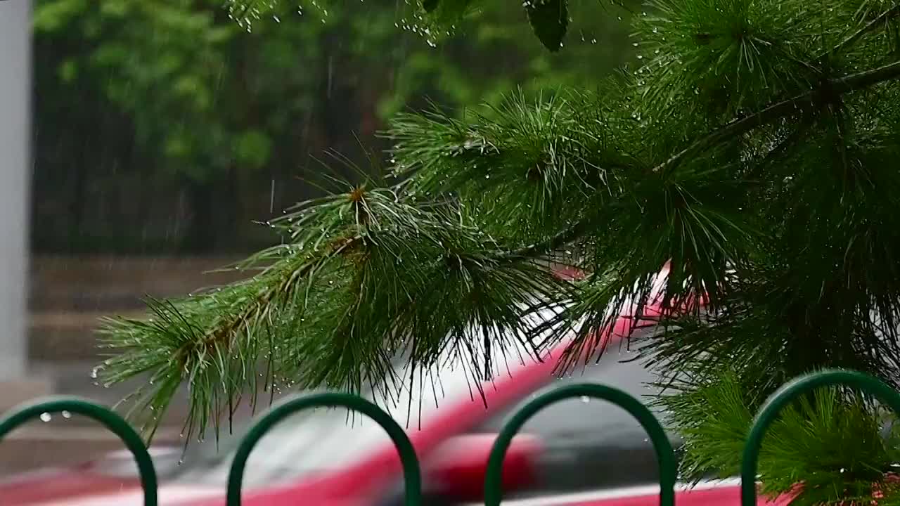 夏季小雨水滴雨滴挂在树叶树枝上视频素材