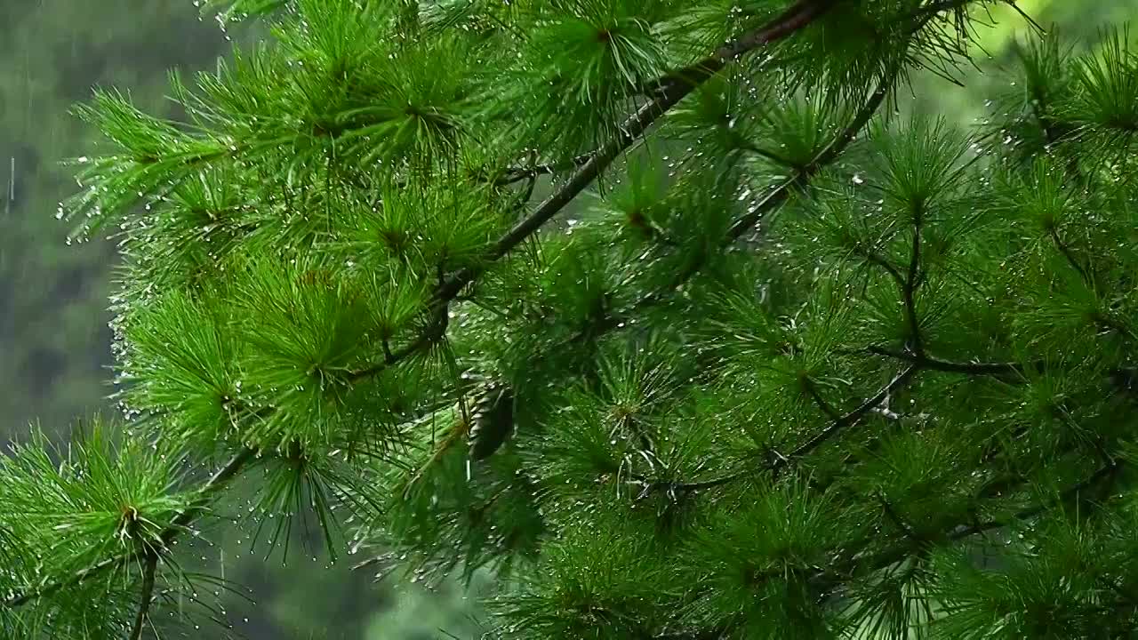 夏季小雨水滴雨滴挂在树叶树枝上视频素材