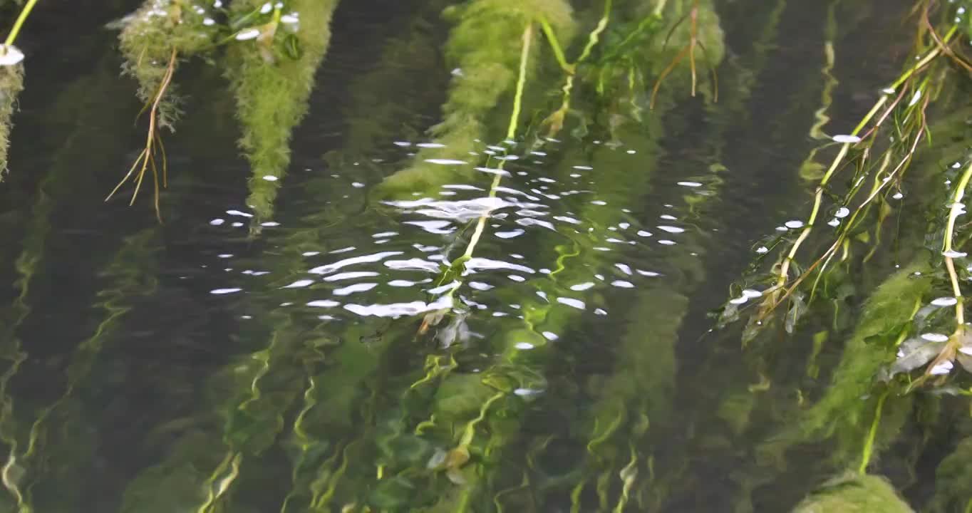 溪流视频素材