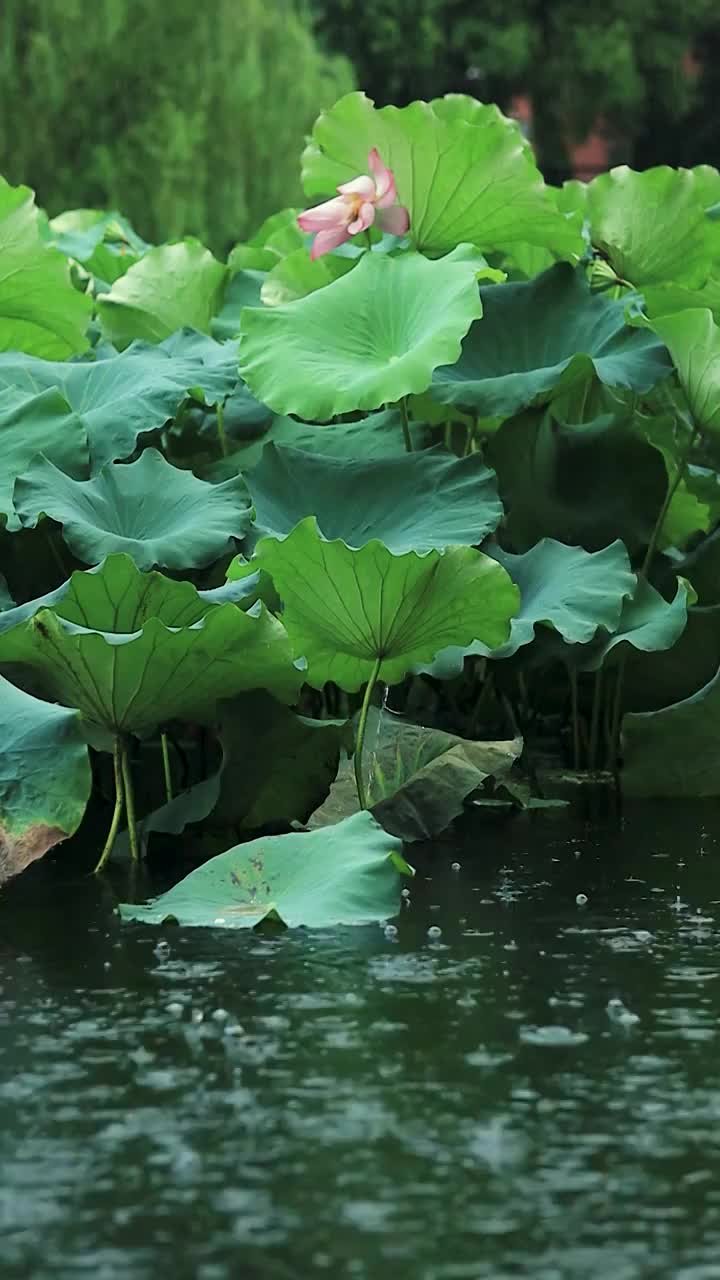 夏天雨中荷塘的氛围感视频素材