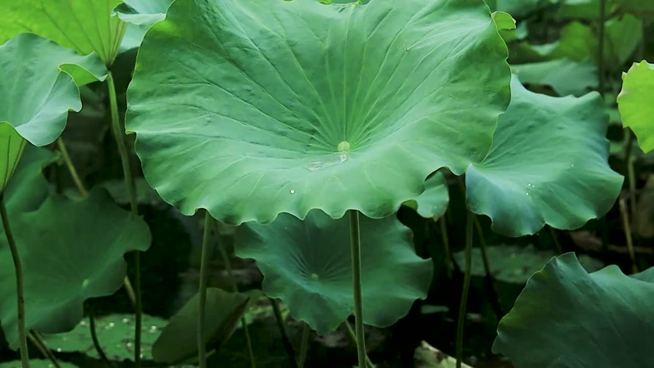 荷叶中的积水滑落的姿态视频素材