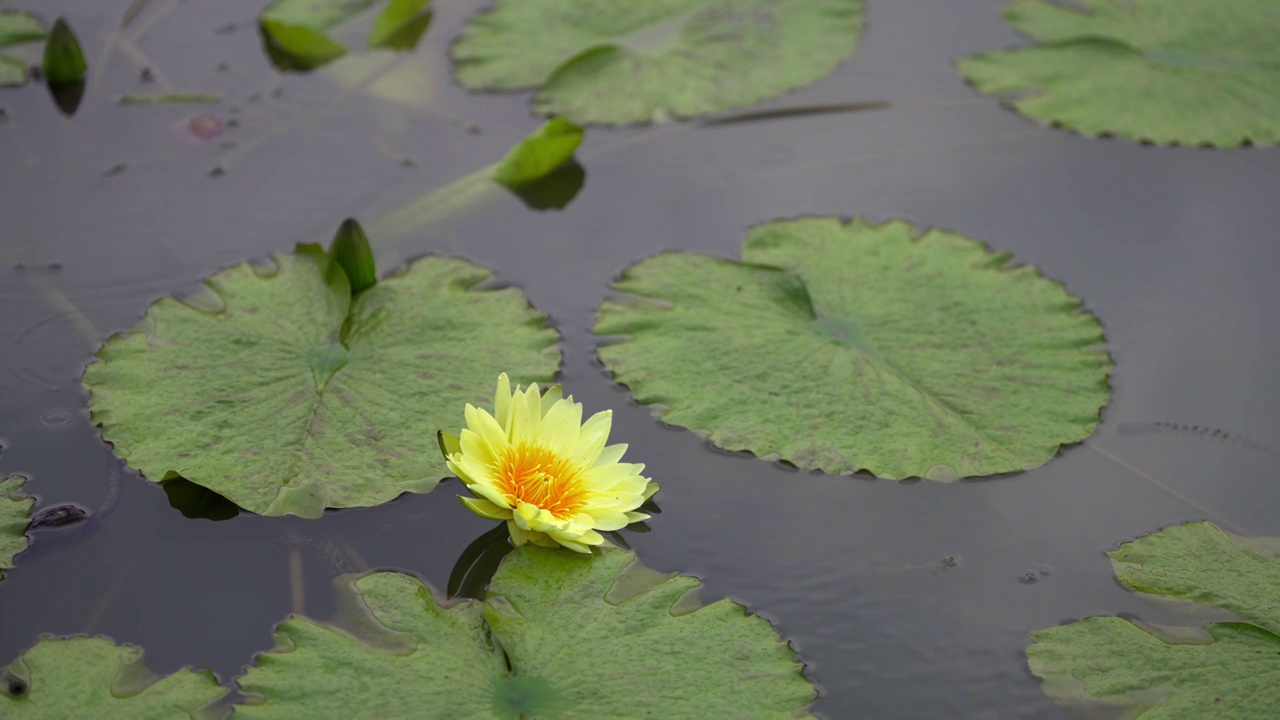 小雨中的莲花视频素材