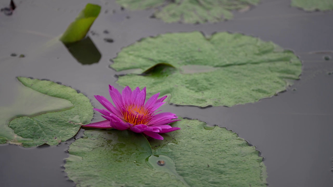 小雨中的莲花视频素材