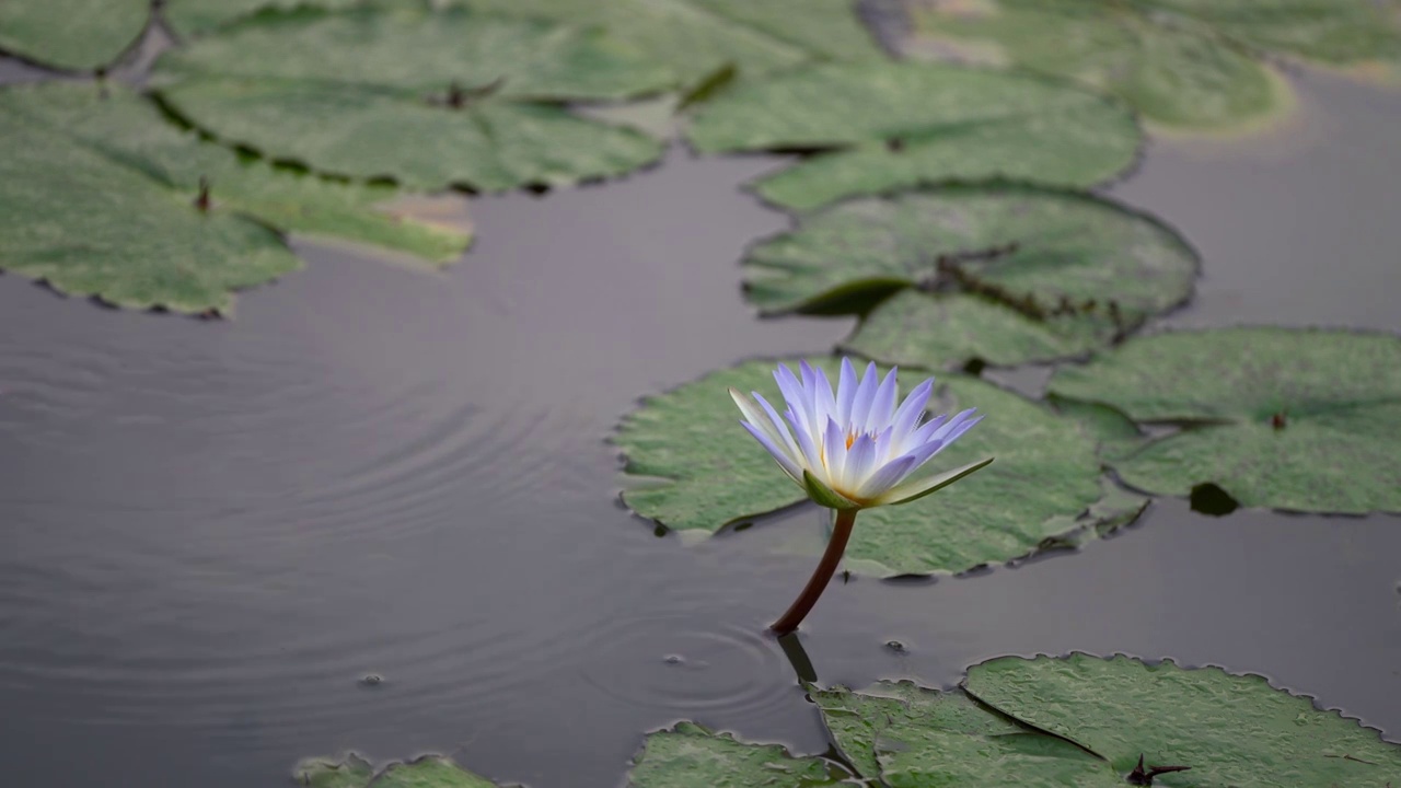 小雨中的莲花视频素材