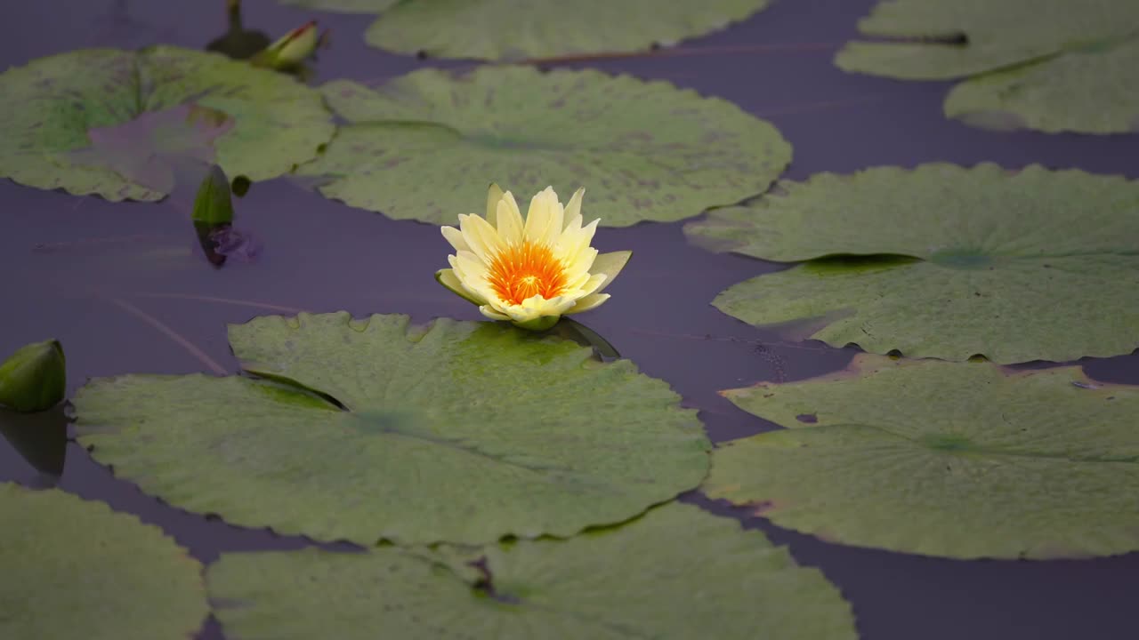 小雨中的莲花视频素材