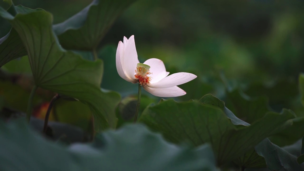 荷花视频素材