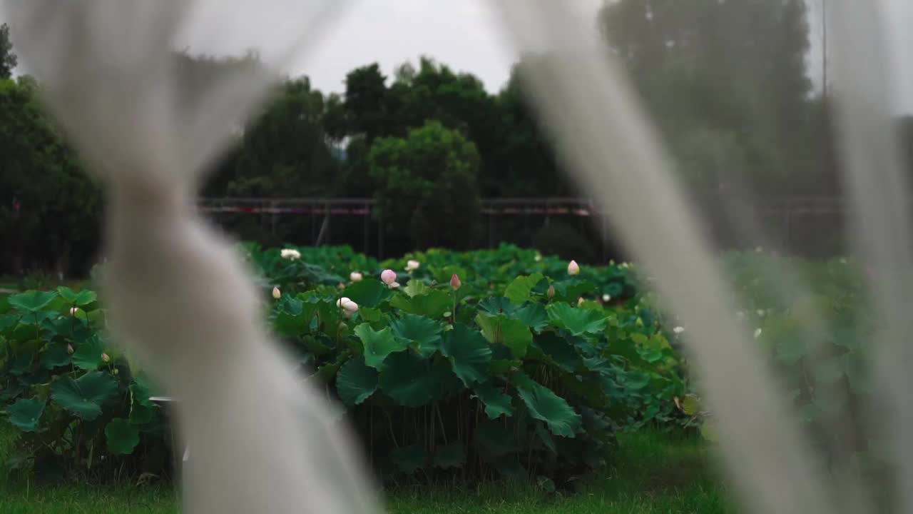 荷花视频素材