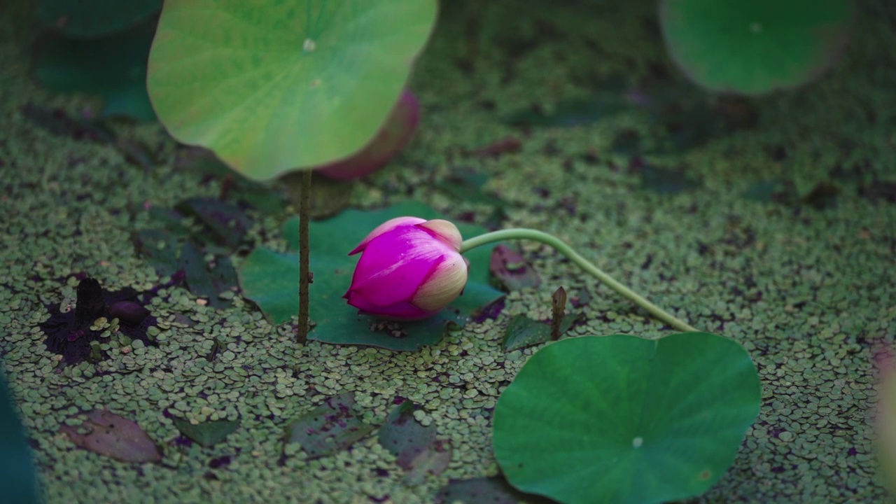 荷花视频素材