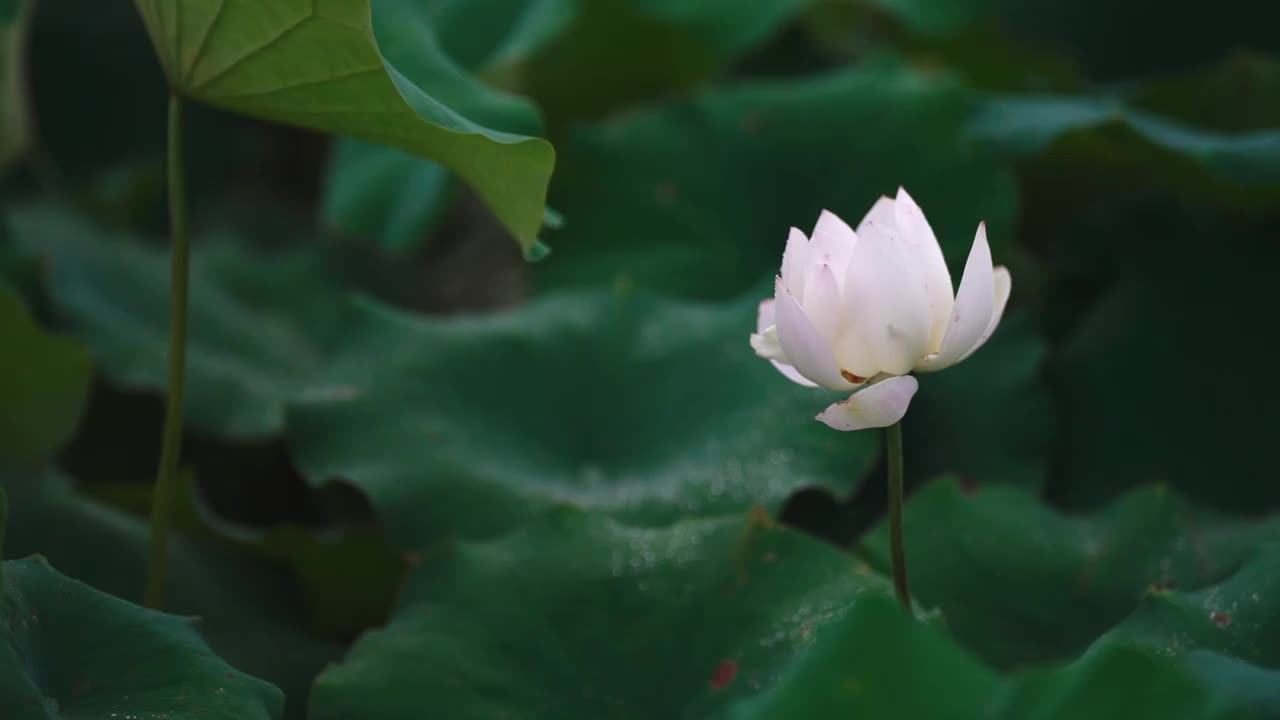 荷花视频素材