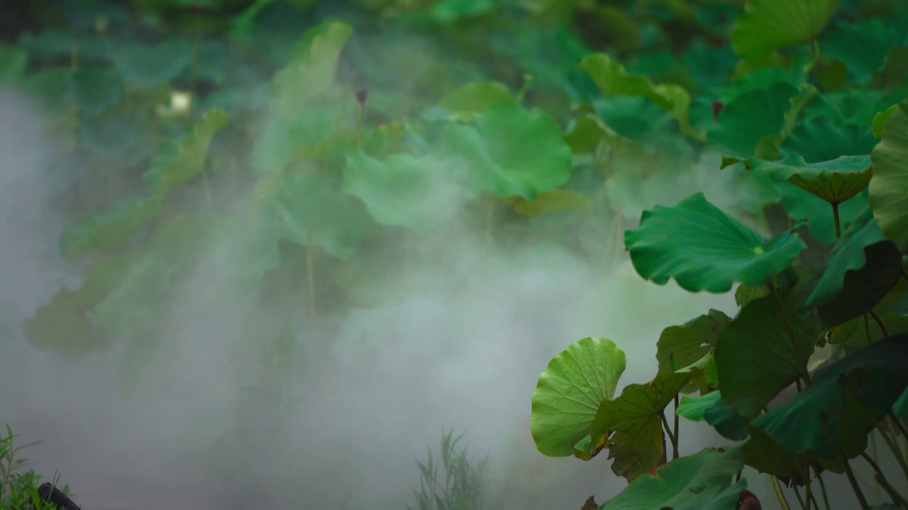 荷花荷叶视频素材