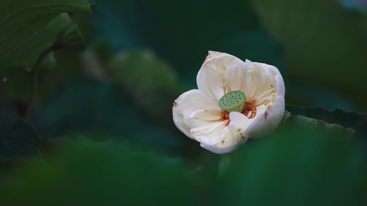 荷花荷叶视频素材