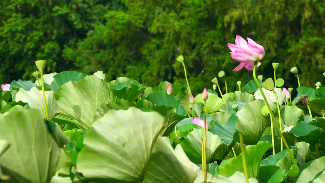 夏天绿色背景的荷花荷叶和莲蓬视频素材