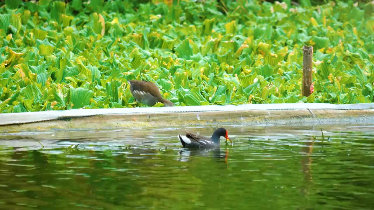 日落黄昏湿地森林湖泊自然公园保护区内两只黑水鸡正在觅食森林湖泊环境生物保护区生态生机勃勃鸟类活动频繁视频素材