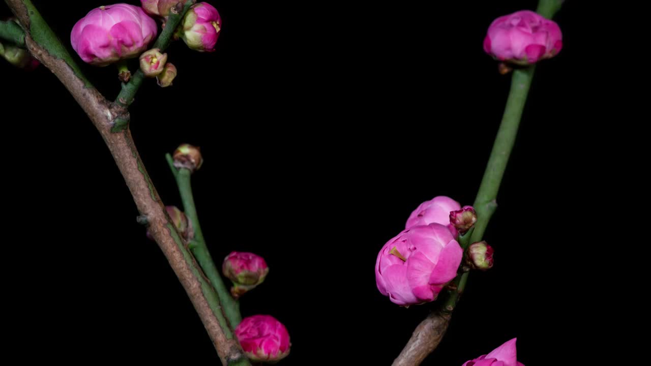 红梅开花延时视频素材