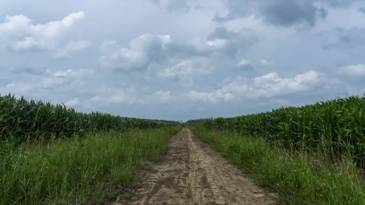 乡村土路玉米地视频素材