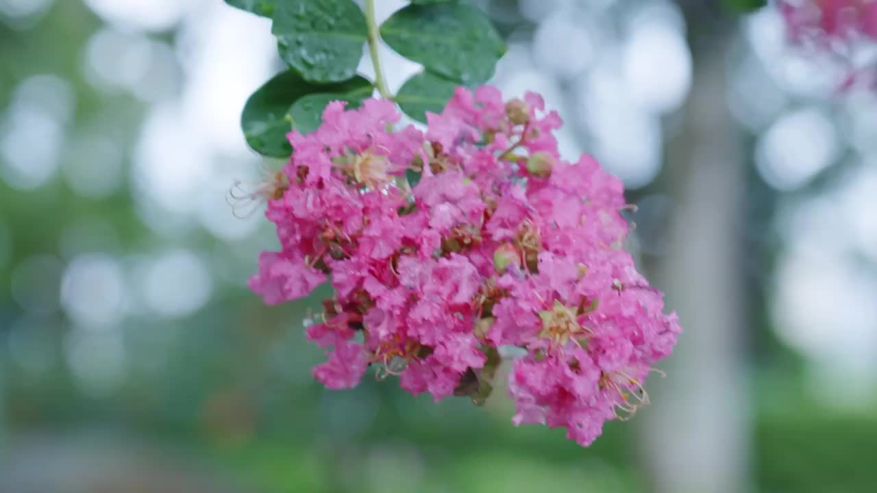 紫薇花视频素材