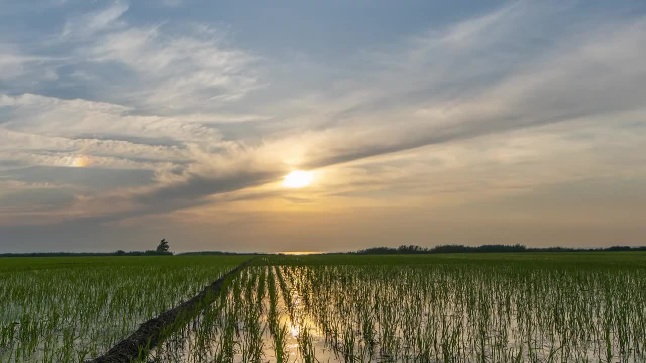 水稻田日落视频素材