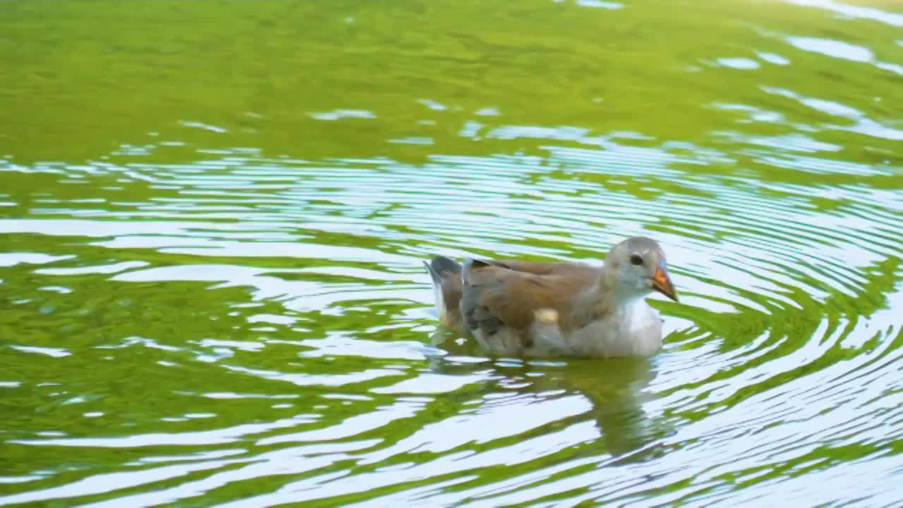 日落黄昏湿地森林湖泊自然公园保护区内黑水鸡正在水中觅食森林湖泊环境生物保护区生态生机勃勃鸟类活动频繁视频素材