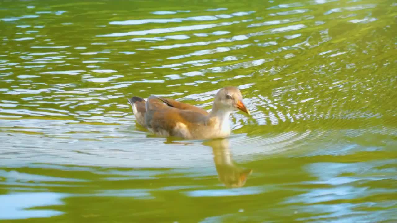 日落黄昏湿地森林湖泊自然公园保护区内黑水鸡正在水中觅食森林湖泊环境生物保护区生态生机勃勃鸟类活动频繁视频素材