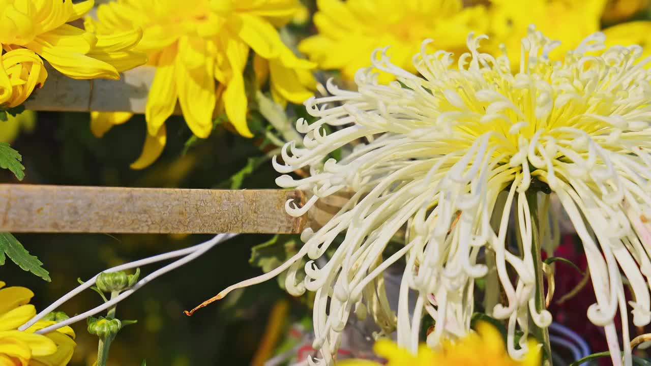 菊花特写视频素材