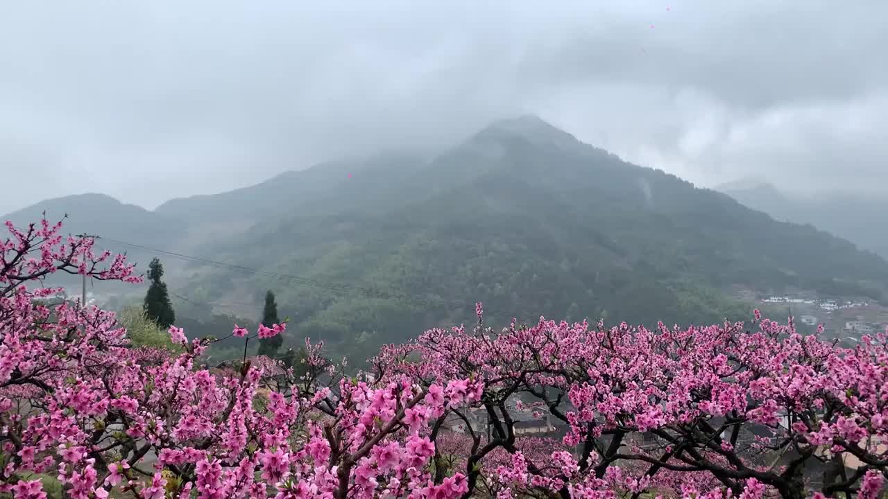 福安南山桃花盛开视频素材