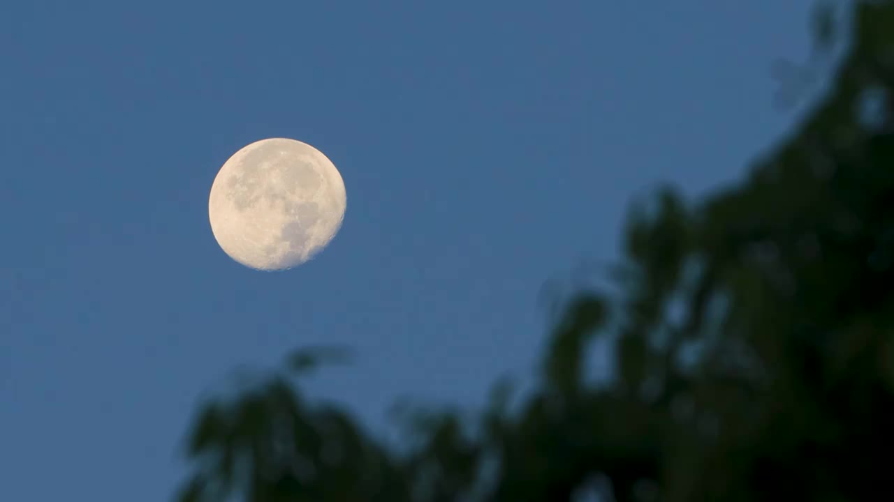 一轮圆月挂在树梢视频素材