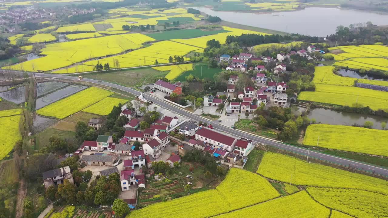 郎溪县涛城镇油菜花视频素材