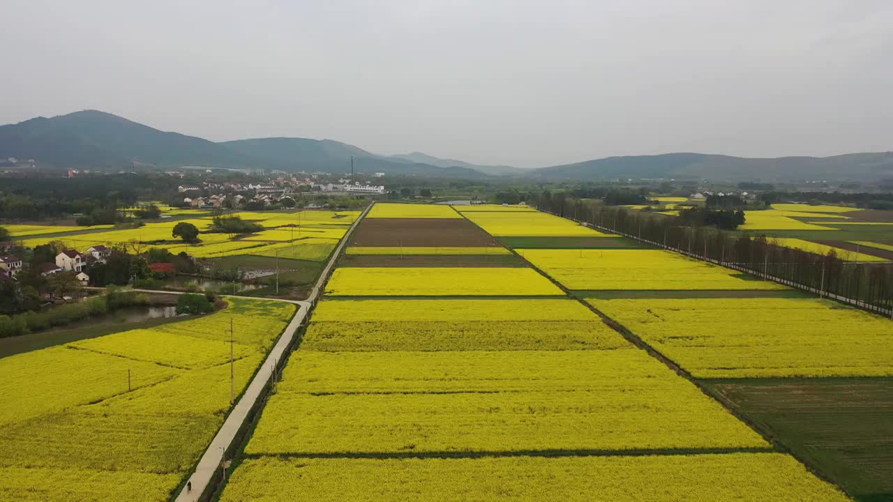 郎溪县涛城镇油菜花视频素材