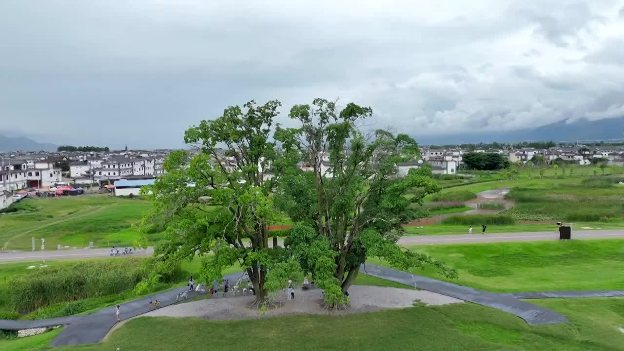 云南大理喜洲夫妻树视频素材