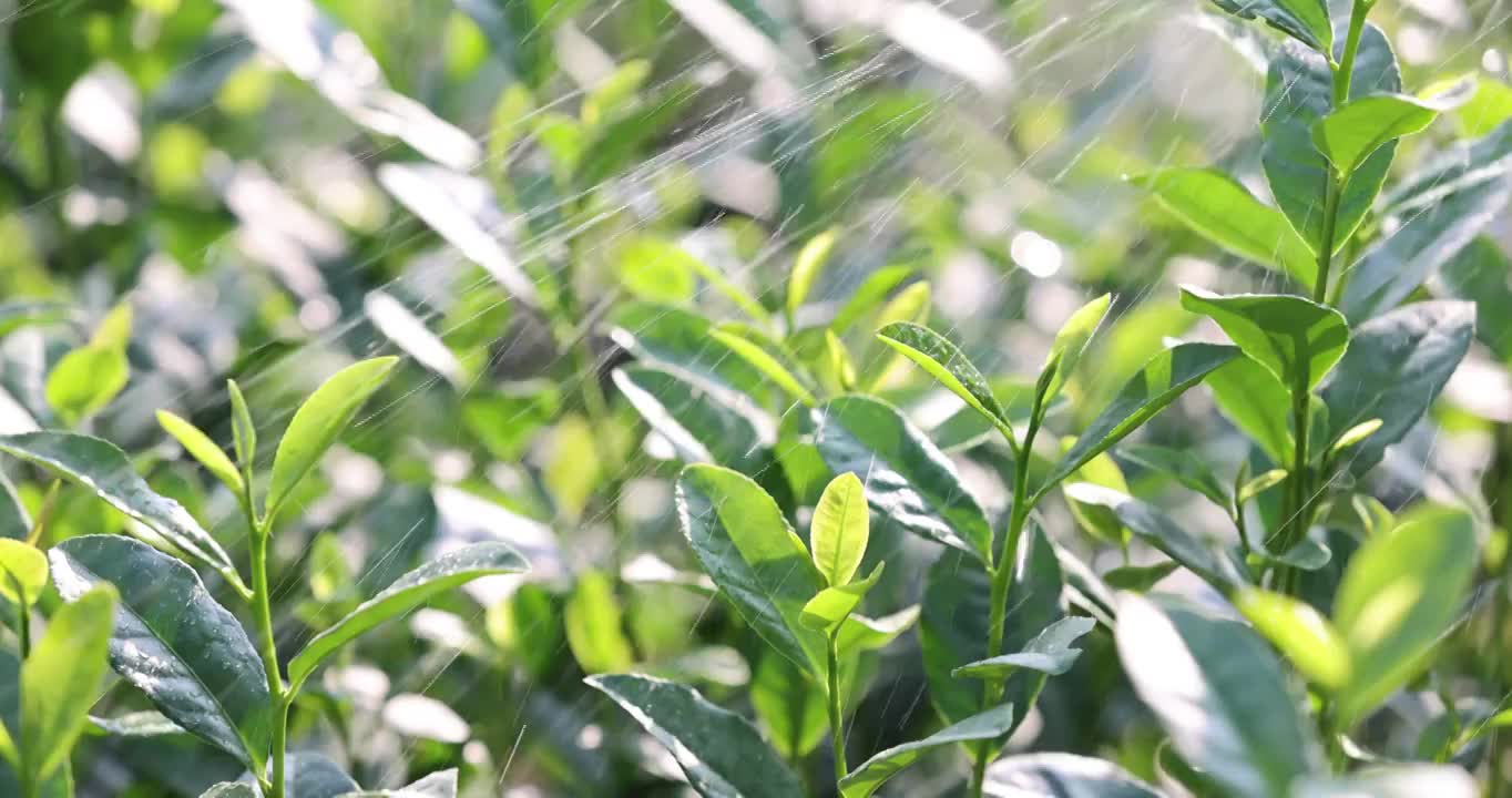 茶园茶叶4k升格慢镜 嫩芽 雨水 浇水视频素材