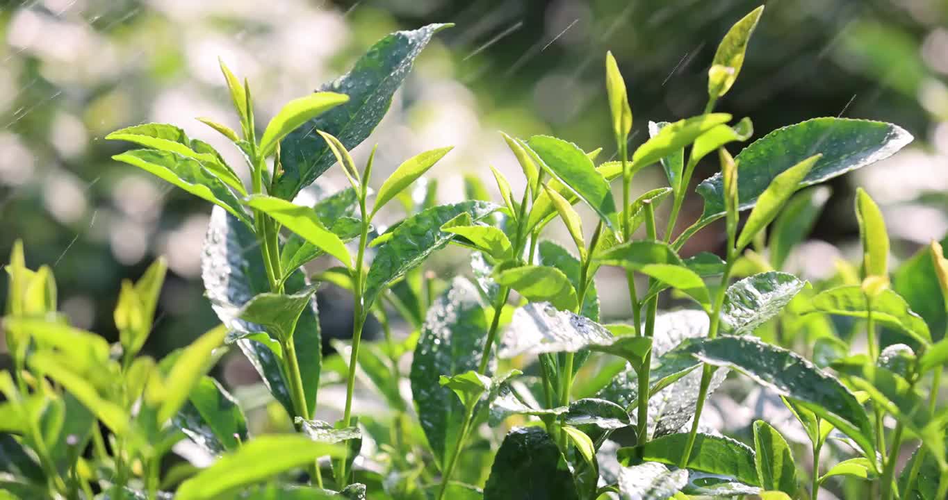 茶园茶叶4k升格慢镜 嫩芽 雨水 浇水视频素材