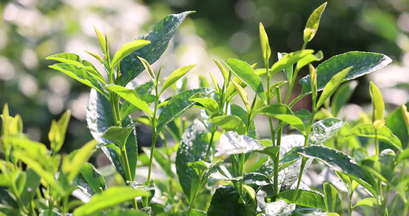 茶园茶叶4k升格慢镜 嫩芽 雨水 浇水视频素材