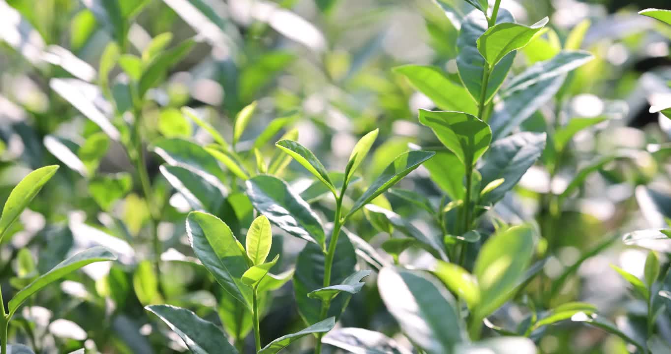 茶园茶叶嫩芽6k升格慢镜视频素材