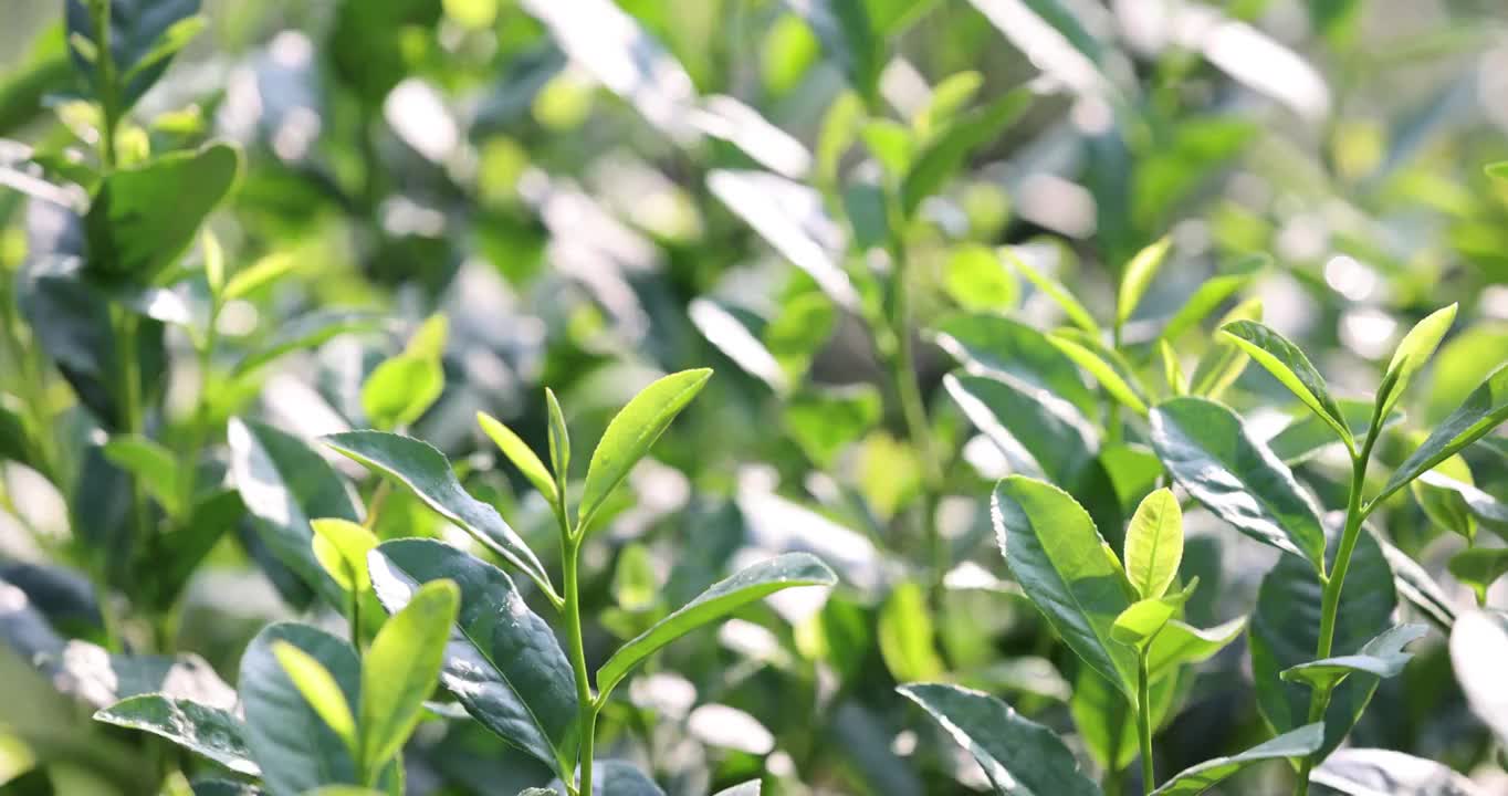 茶园茶叶嫩芽6k升格慢镜视频素材