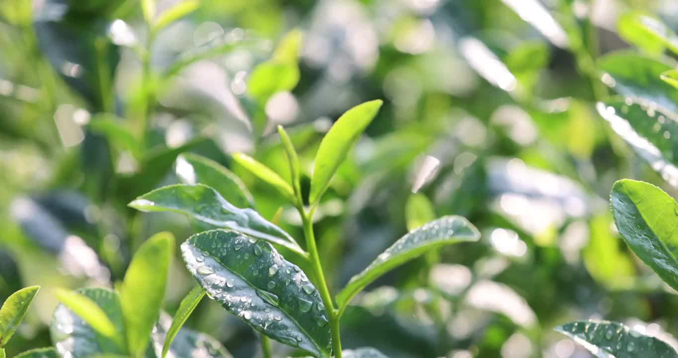 茶园茶叶嫩芽6k升格慢镜视频素材