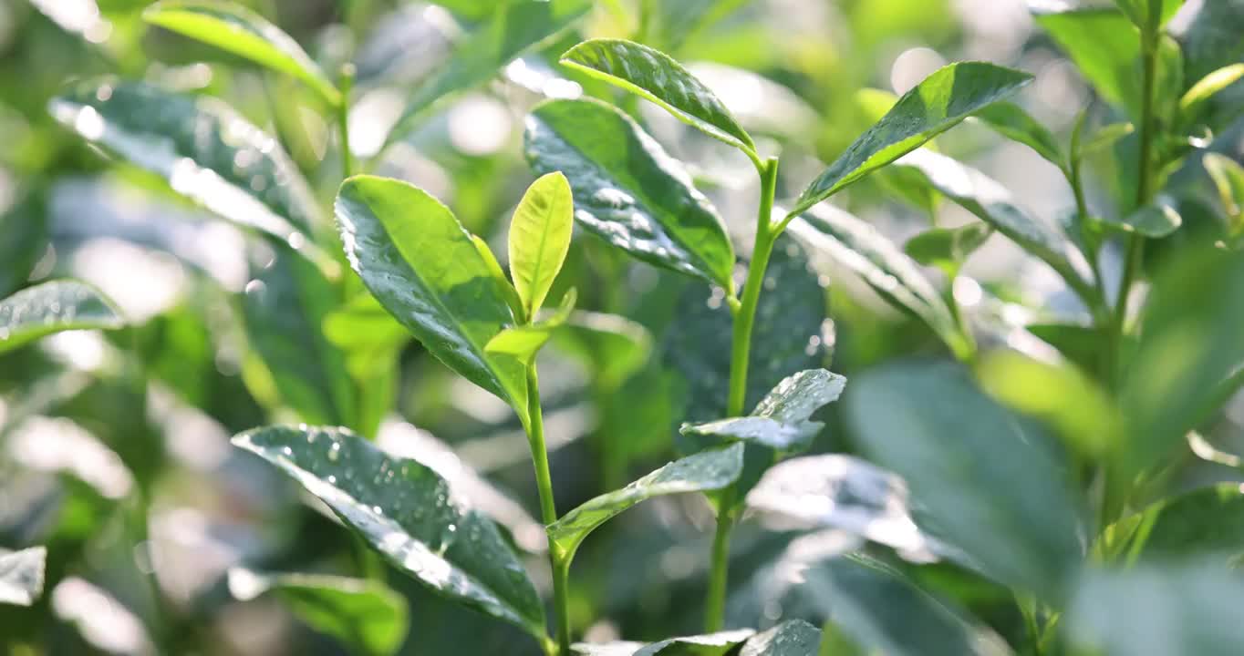 茶园茶叶嫩芽6k升格慢镜视频素材