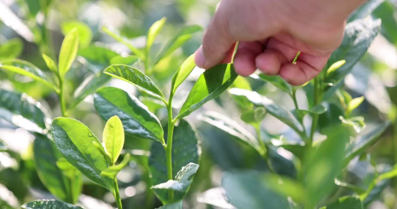 手触摸茶叶嫩芽4k升格慢镜 唯美 意境视频素材