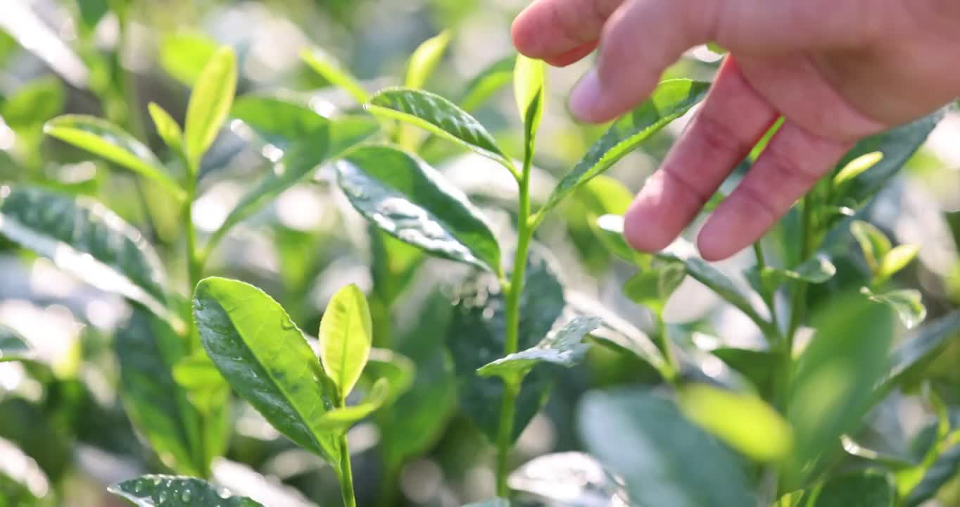 手触摸茶叶嫩芽4k升格慢镜 唯美 意境视频素材