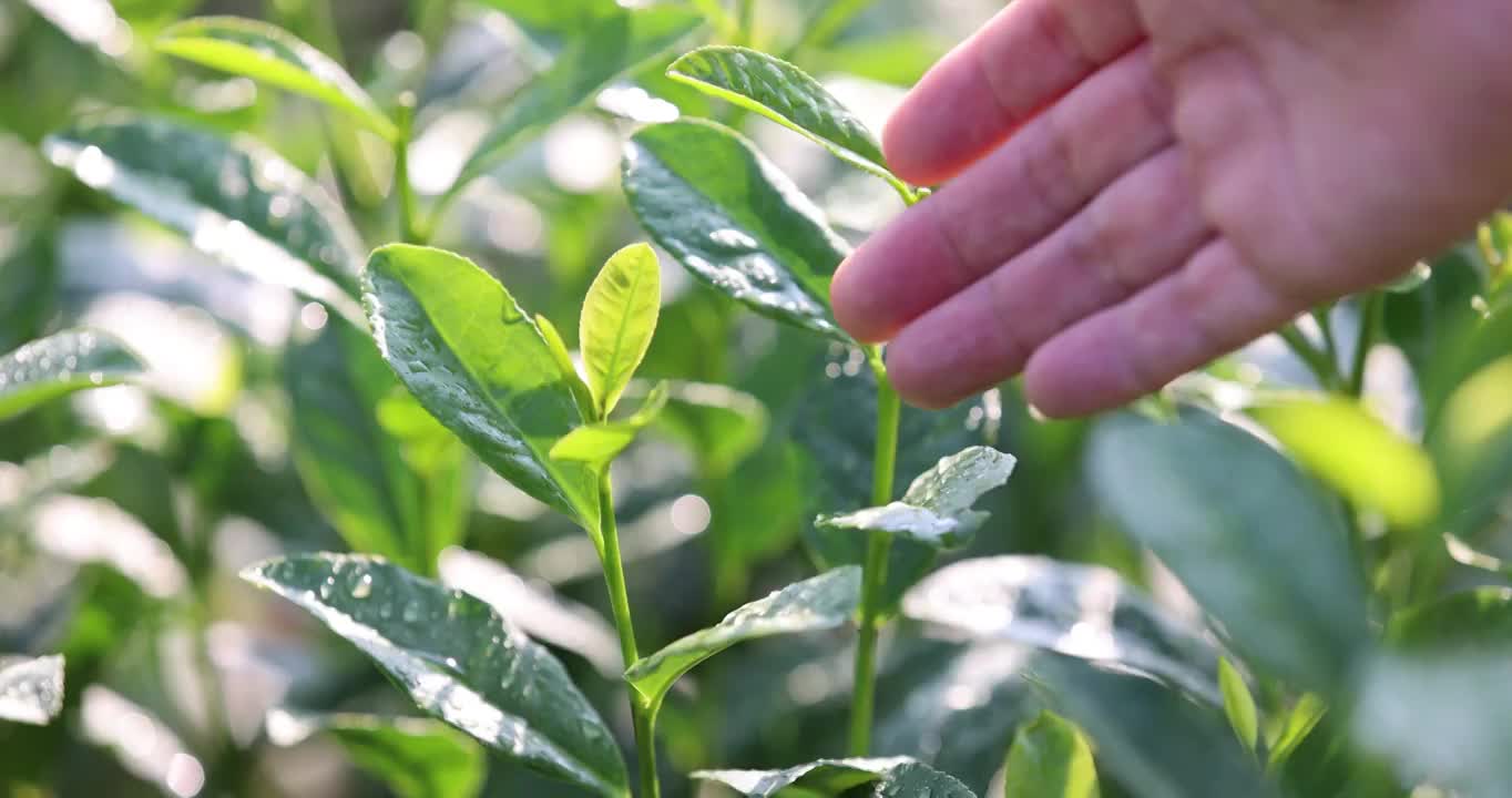 手触摸茶叶嫩芽4k升格慢镜 唯美 意境视频素材