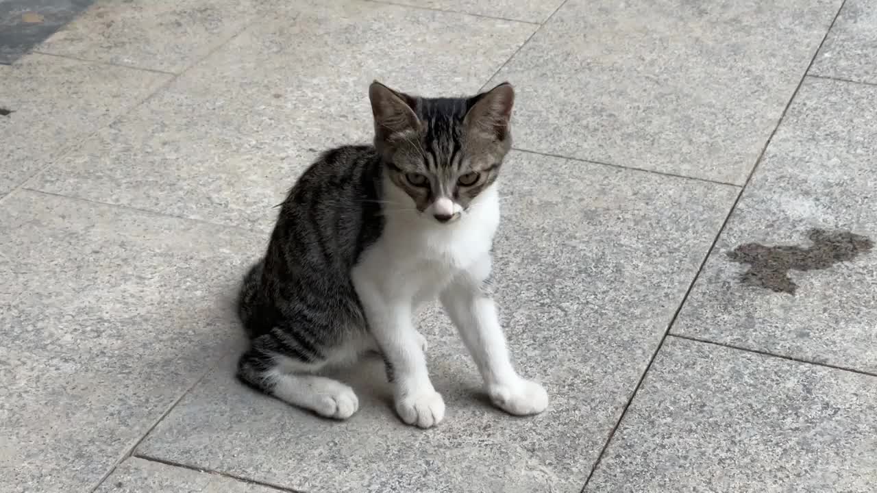 狸花猫幼猫野猫在院子里坐着脸部特写视频素材