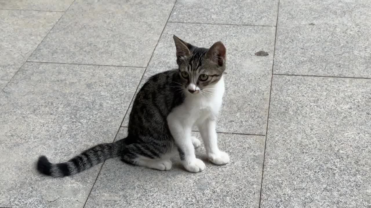 狸花猫幼猫野猫在院子里坐着脸部特写视频素材