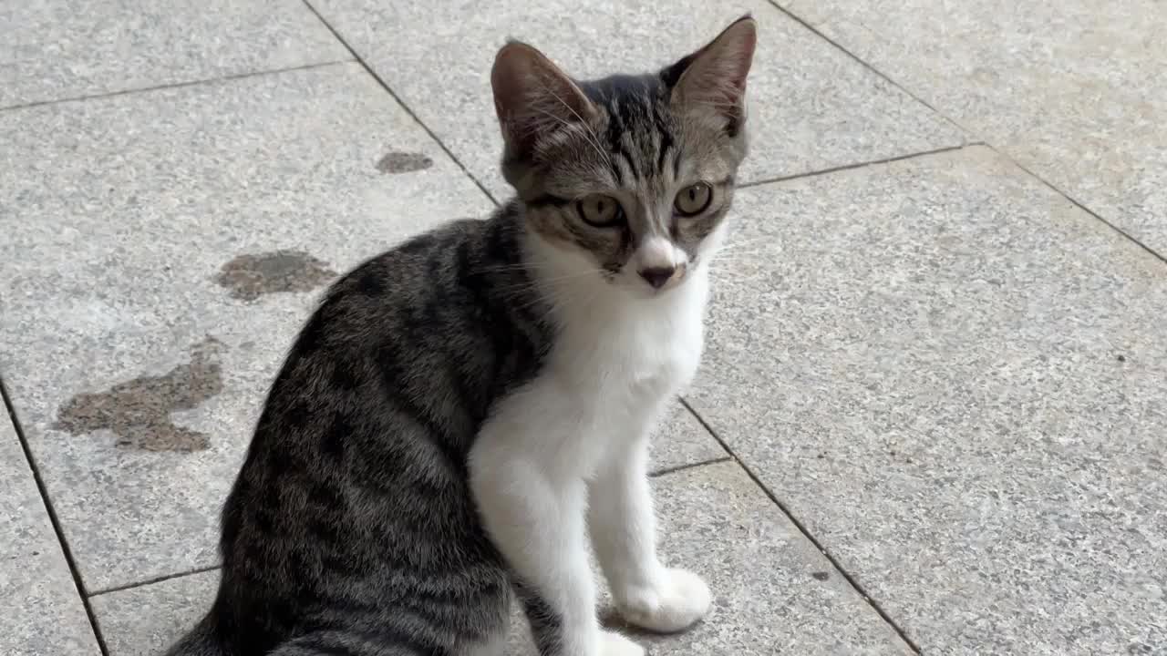 狸花猫幼猫野猫在院子里坐着脸部特写视频素材