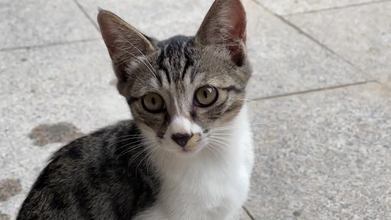 狸花猫幼猫野猫在院子里坐着脸部特写视频素材