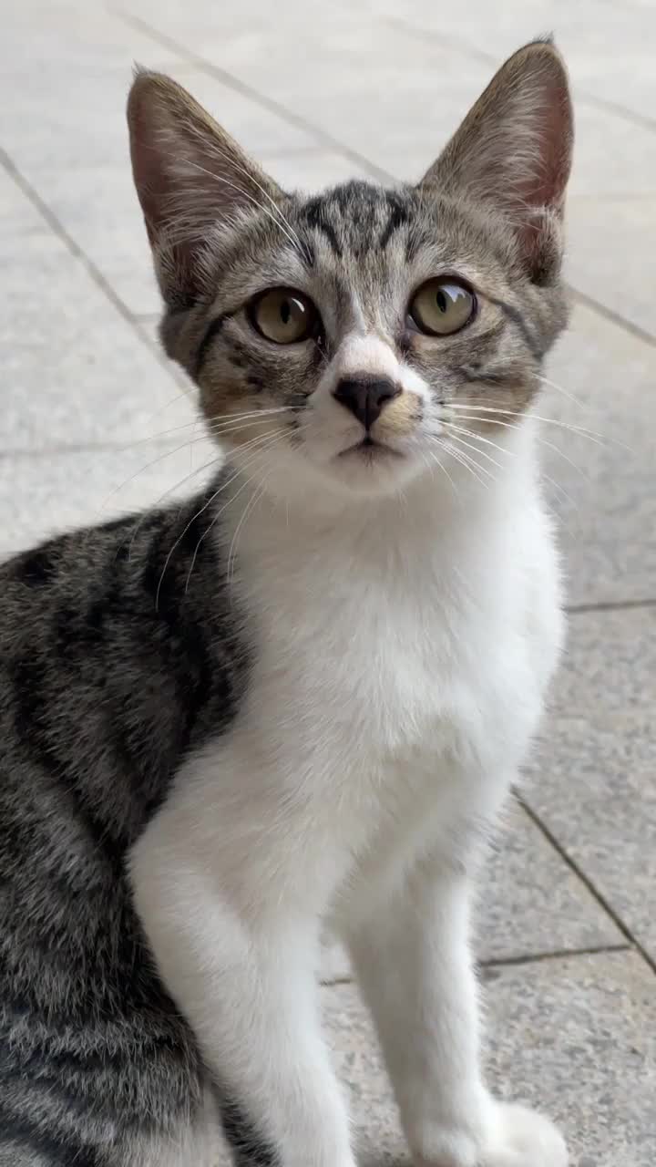 狸花猫幼猫野猫在院子里坐着脸部特写视频素材