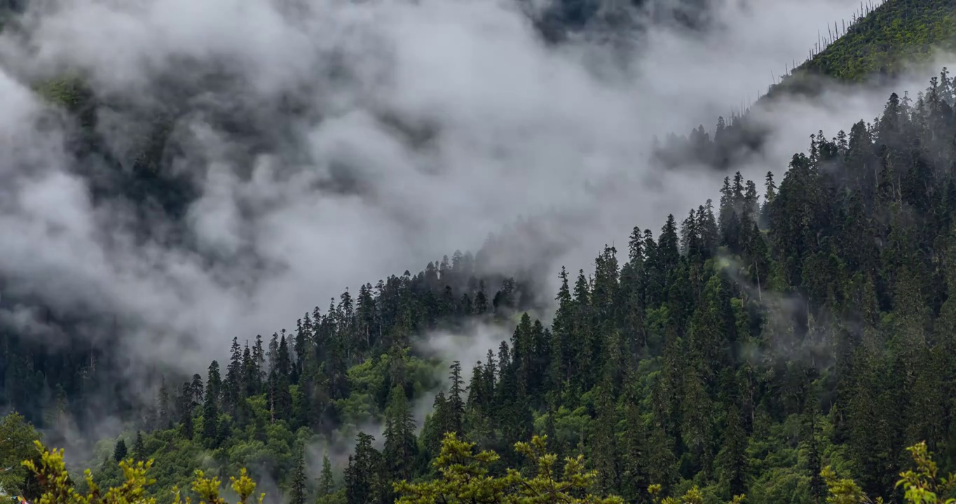 西藏林芝巴松措雨后树林视频素材